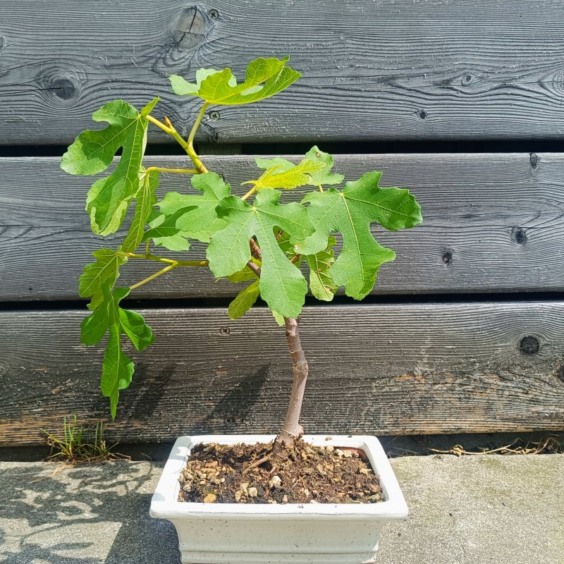 Ficus carica (Figovník jedlý) ´BROWN TURKEY´ - výška 20-30 cm, BONSAJ MISA